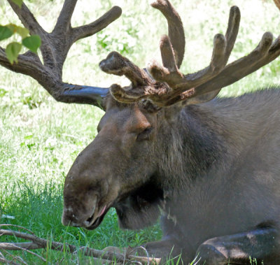 The Cheyenne Mountain Zoo