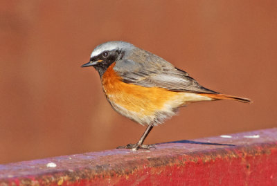 Redstart (Phoenicirus phoenicirus)