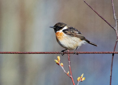 Stonechat (Saxiola torquata)