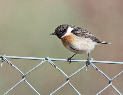 Stonechat (Saxiola torquata)