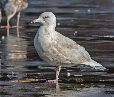 Iceland Gull (Larus glaucoides)