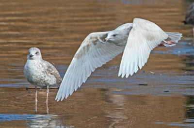 Iceland Gull (Larus glaucoides)