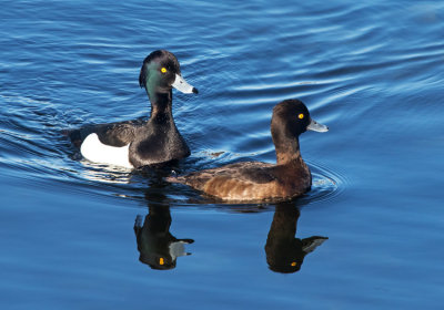 Tufted Duck (Aythya ferina)