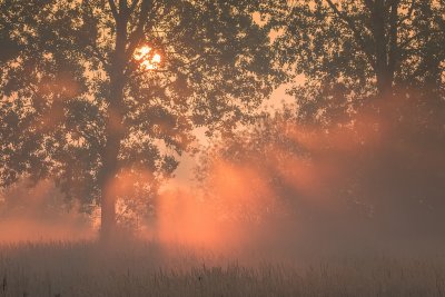 Trees at sunrise