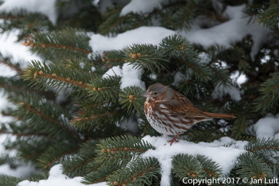 Fox Sparrow