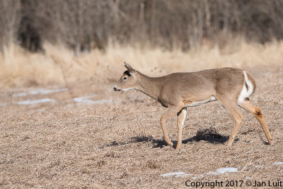 White-tailed Deer