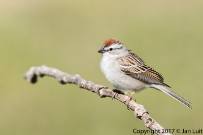 Chipping Sparrow
