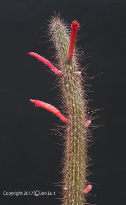 Cleistocactus Baumannii