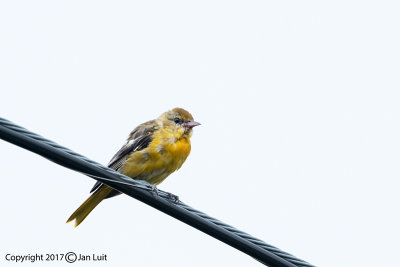 Baltimore Oriole