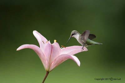 Ruby-throated Hummingbird