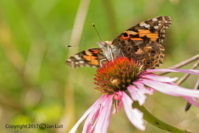 Painted Lady