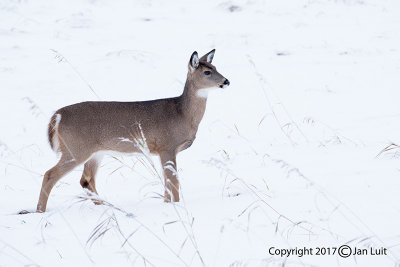 White-tailed Deer