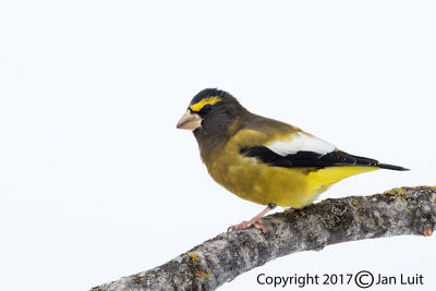 Evening Grosbeak
