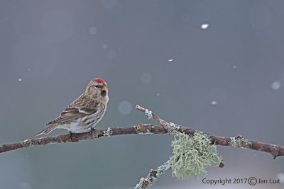 Common Redpoll