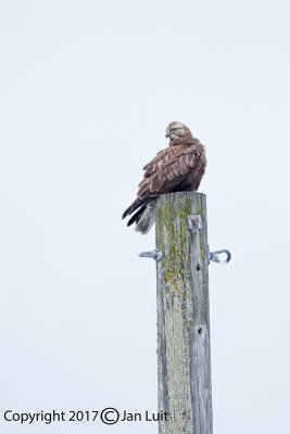 Rough-legged Hawk