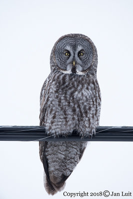 Great Gray Owl