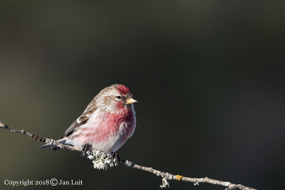 Common Redpoll