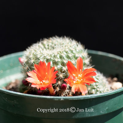 Rebutia sp.
