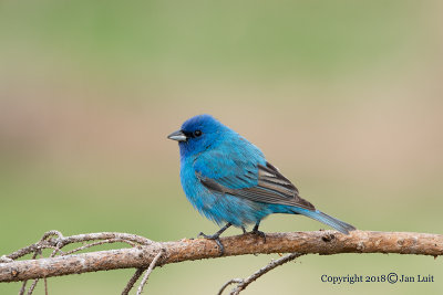 Indigo Bunting