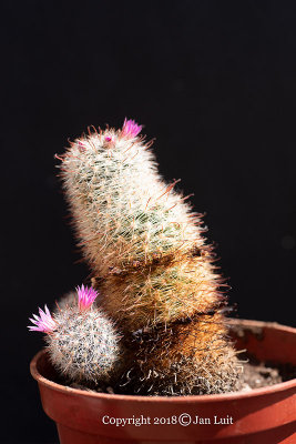 Mammillaria guilminiana