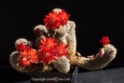 Rebutia brunescens
