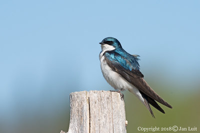 Tree Swallow