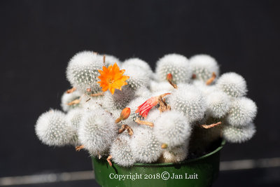 Rebutia muscula