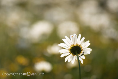 Ox-eye Daisy