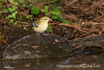 Bay-breasted Warbler