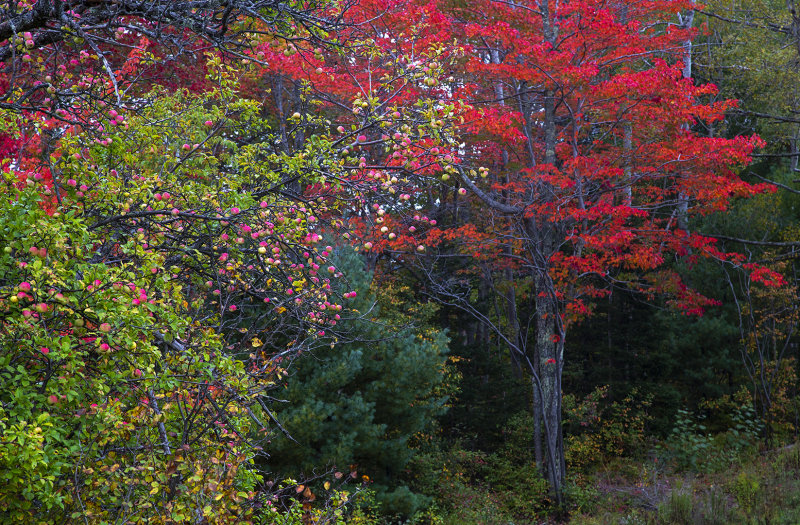 Appel Tree, Maine