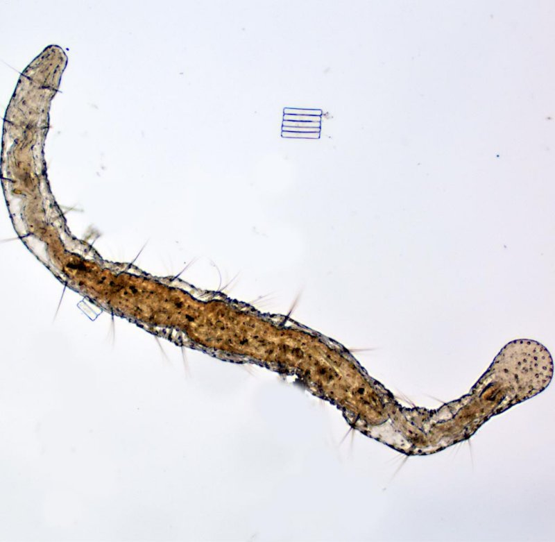 Aeolosoma