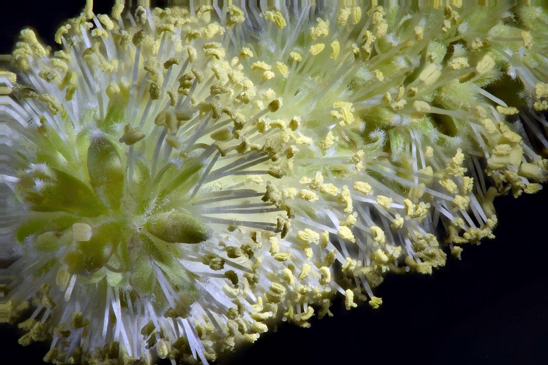 Pentax 67-165mm mesquite blossom large.jpg