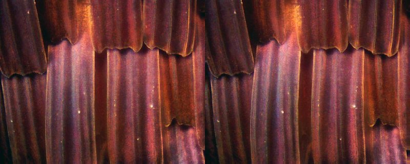 Epiphot Madagascar Sunset Moth 40x DF stereo parallel.jpg