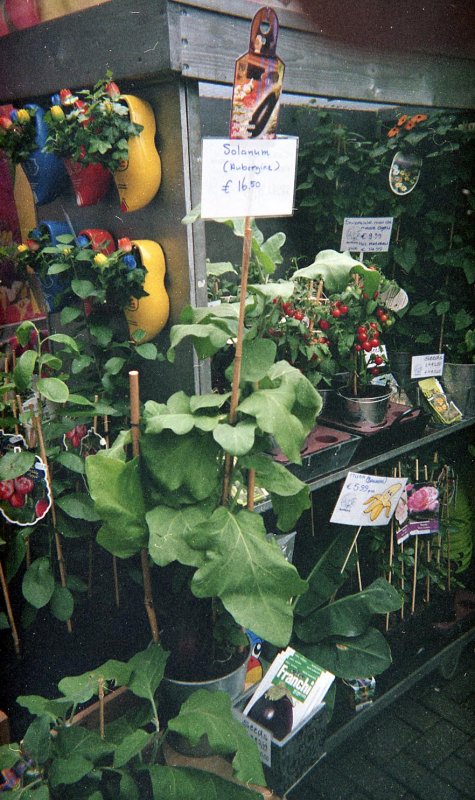Bloemenmarkt 1.jpg