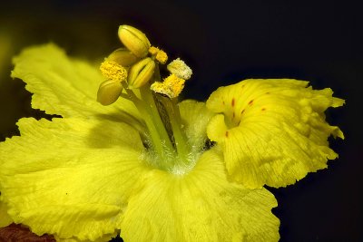 Pentax 67-165mm palo verde blossom large.jpg