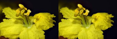 Pentax 67-165mm palo verde blossom stereo.jpg