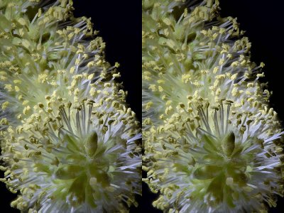 Pentax 67-165mm mesquite blossom stereo parallel.jpg