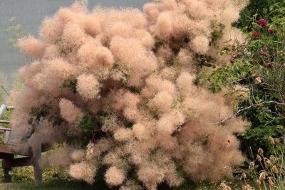 smoke tree 1 small.jpg