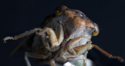 Schneider Componon S 100mm cicada large.jpg