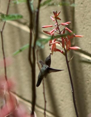 Hummingbird Feeding 1