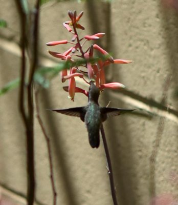 Hummingbird Feeding 2