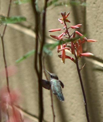 Hummingbird Feeding 3