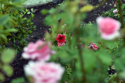 flower bokeh 1.jpg