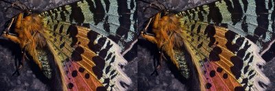 Pentax 67 200mm plus Zeiss 135mm Madagascan Butterfly stereo parallel.jpg