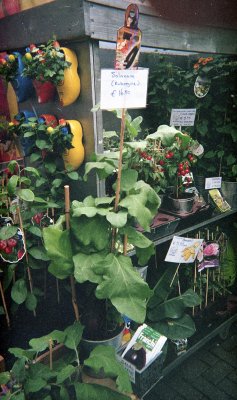 Bloemenmarkt 1.jpg