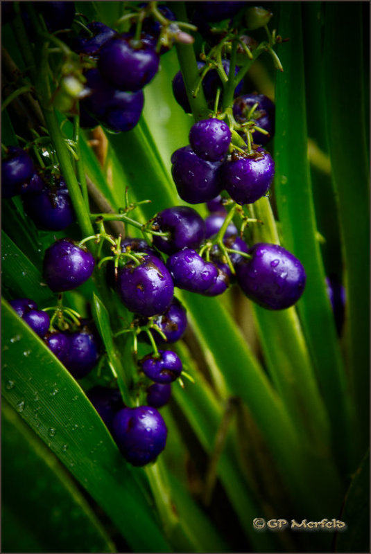 Ukiuki After the Rain II