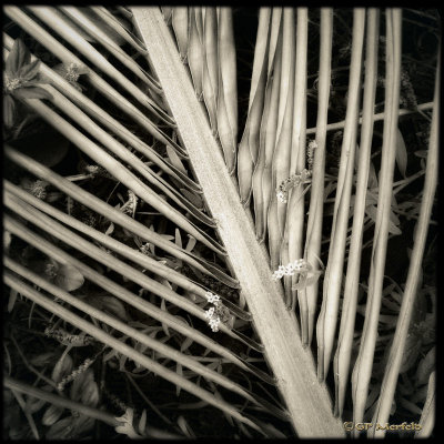 Palm Leaf and Flowers