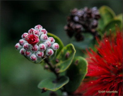 'Ohia Lehua: Bud to Bloom 03