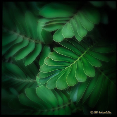 Tropical leaves II