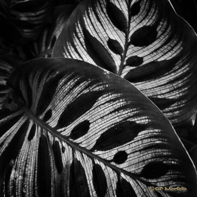 Peacock Leaves